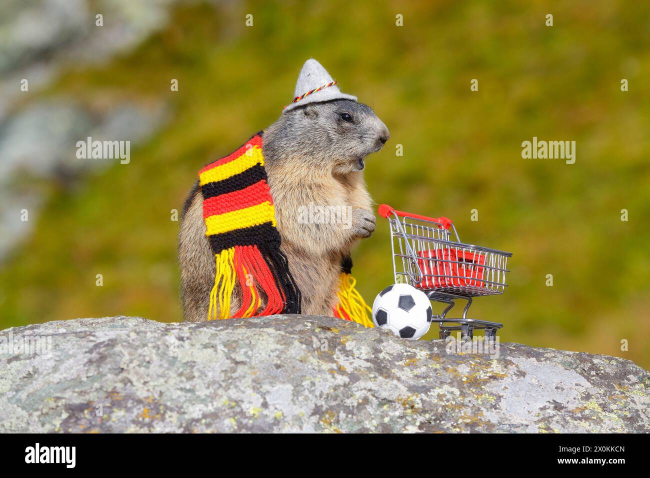 Marmotte alpine (marmota, marmota), jeune marmotte avec chapeau et foulard allemand se dresse sur le rocher à côté du panier avec caisse de bière et ballon de football Banque D'Images