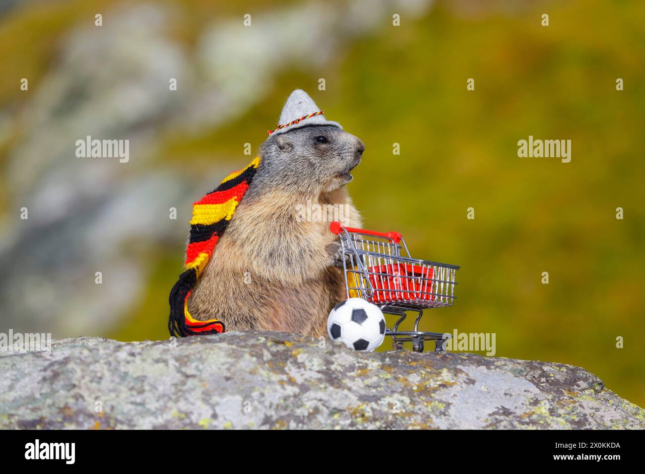 Marmotte alpine (marmota, marmota), jeune marmotte avec chapeau et foulard allemand se dresse sur le rocher à côté du panier avec caisse de bière et ballon de football Banque D'Images