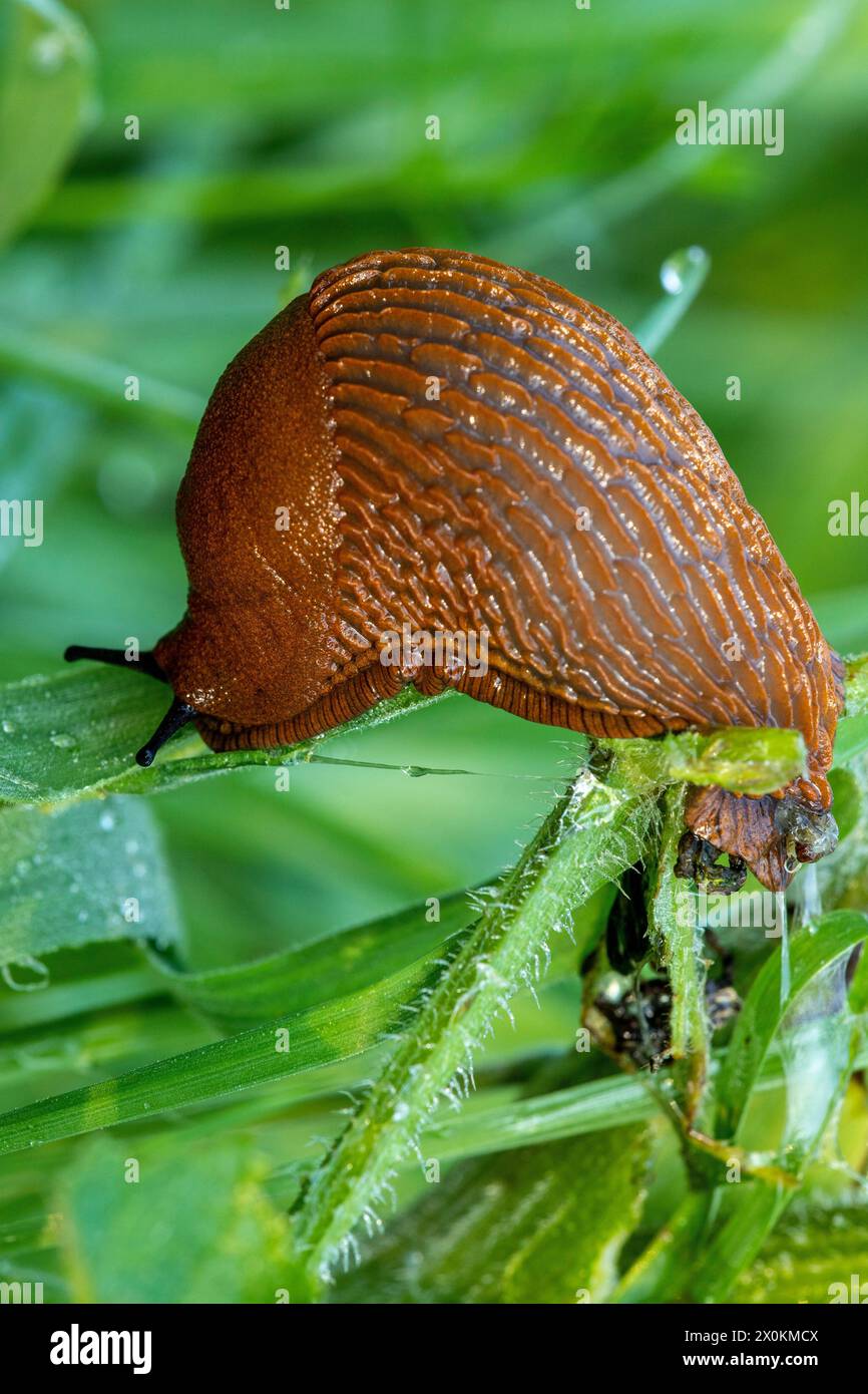 Nudibranche brune rampant sur un brin d'herbe. Banque D'Images