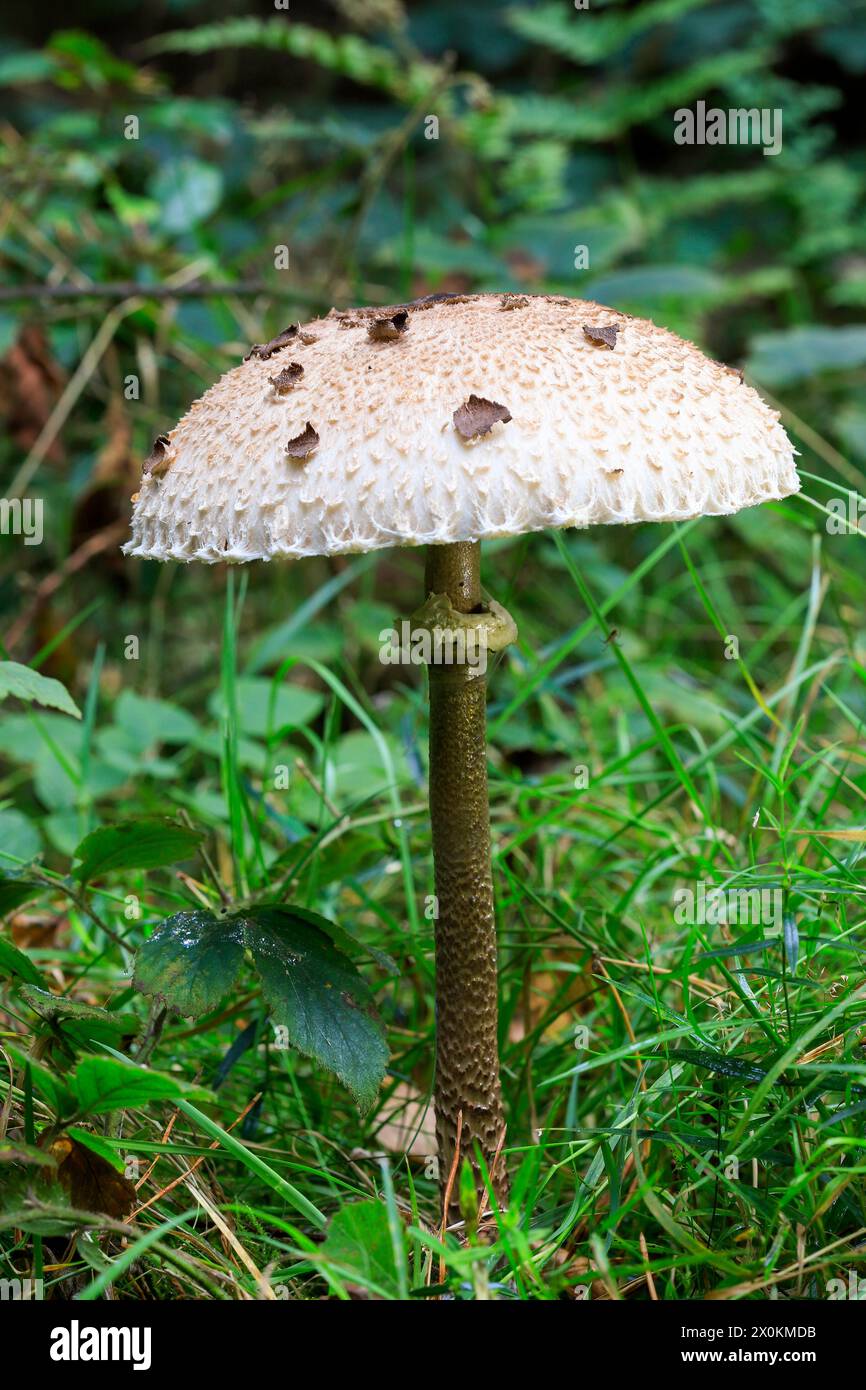 Champignon parasol / champignon parapluie géant Banque D'Images