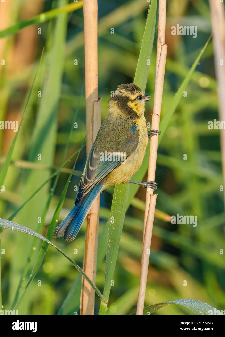 Un petit oiseau chanteur avec un bec perché sur une brindille dans la famille de l'herbe. L’animal terrestre est entouré de plantes terrestres pendant qu’il profite de son temps p Banque D'Images