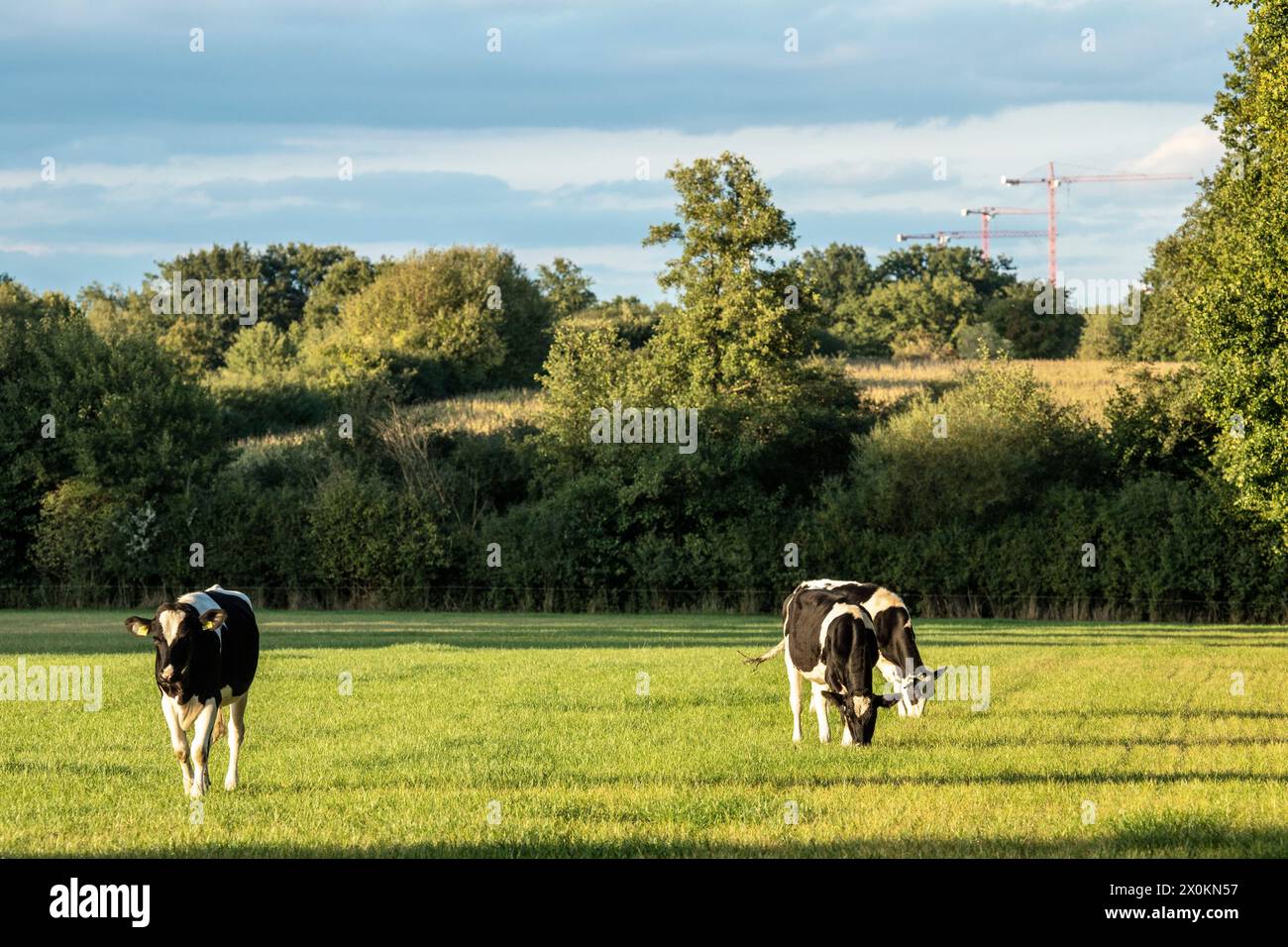 Troupeau de vaches dans le pâturage, Schleswig-Holstein Banque D'Images