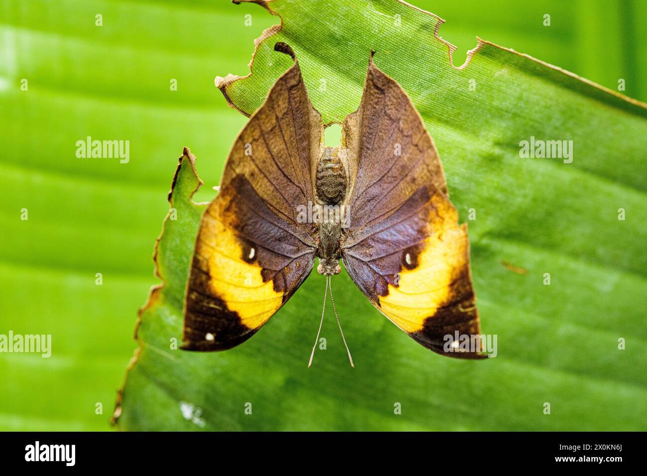 Papillons de chêne indien, Kallima inachus, Banque D'Images