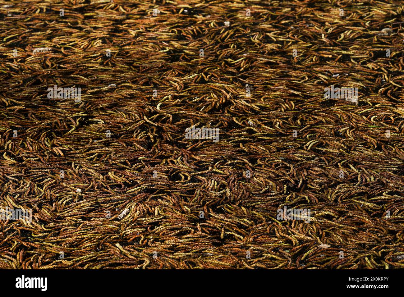 Chatons mâles d'aulne (Alnus) flottant dans l'eau d'un lac, Allemagne Banque D'Images