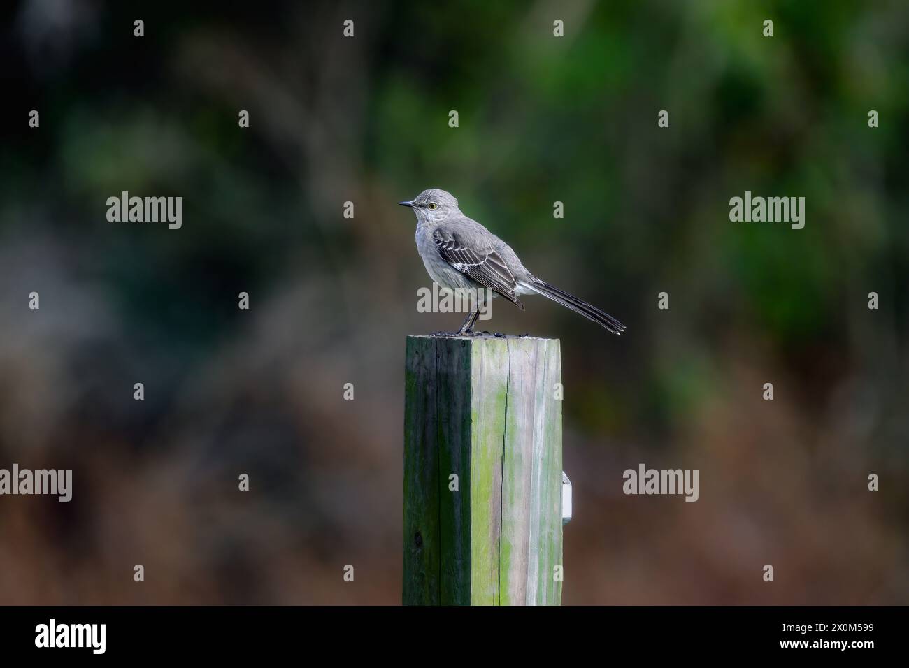 mock, songbird, mockingbird, oiseaux sauvages, oiseau perché, paysage naturel, faune animale, calme, campagne, oiseaux, couleur, oeil, prairie, coloré Banque D'Images