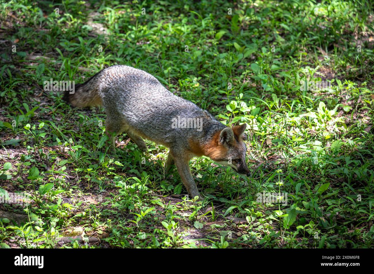 Homosassa Springs Red Fox Banque D'Images