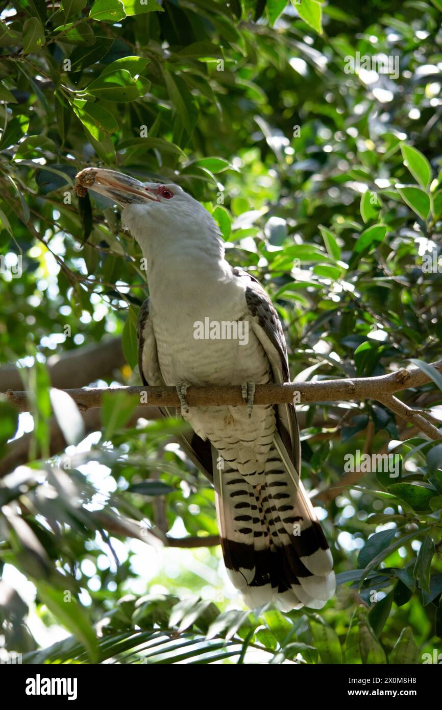 Le Cuckoo à bec de la Manche a un bec massif pâle et courbé vers le bas, un plumage gris (plus foncé sur le dos et les ailes) et une longue queue barrée Banque D'Images