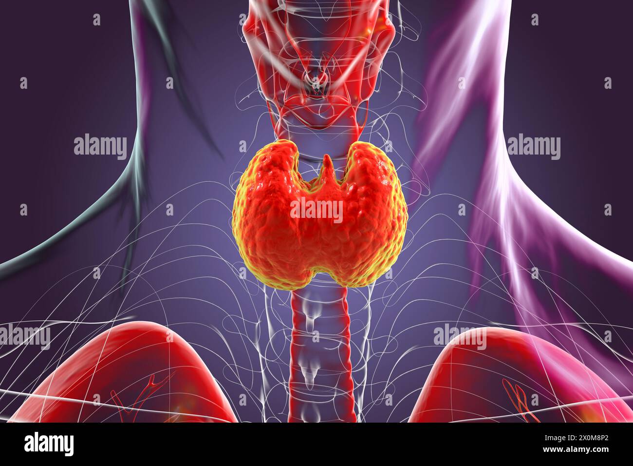 Illustration 3D d'une glande thyroïde saine. La glande thyroïde produit des hormones qui sont impliquées dans la régulation du métabolisme. Banque D'Images