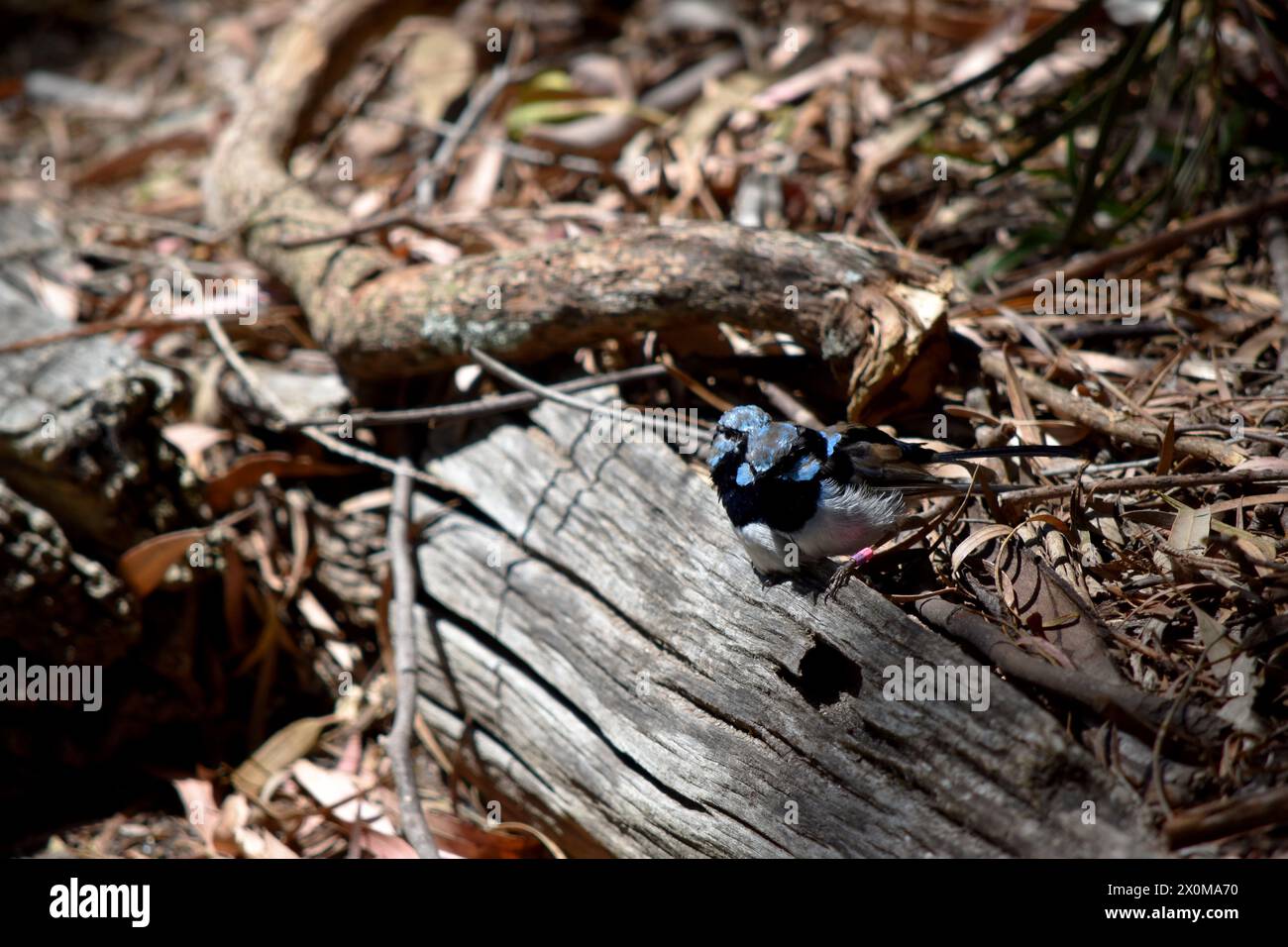 Les rides de fées mâles ont un plumage bleu et noir riche au-dessus et sur la gorge. Le ventre est gris-blanc et le bec est noir. Banque D'Images