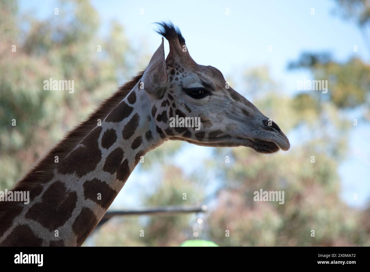 La girafe est le plus grand de tous les mammifères. La girafe a un corps court, une queue touffetée, une crinière courte et de courtes cornes recouvertes de peau. Banque D'Images