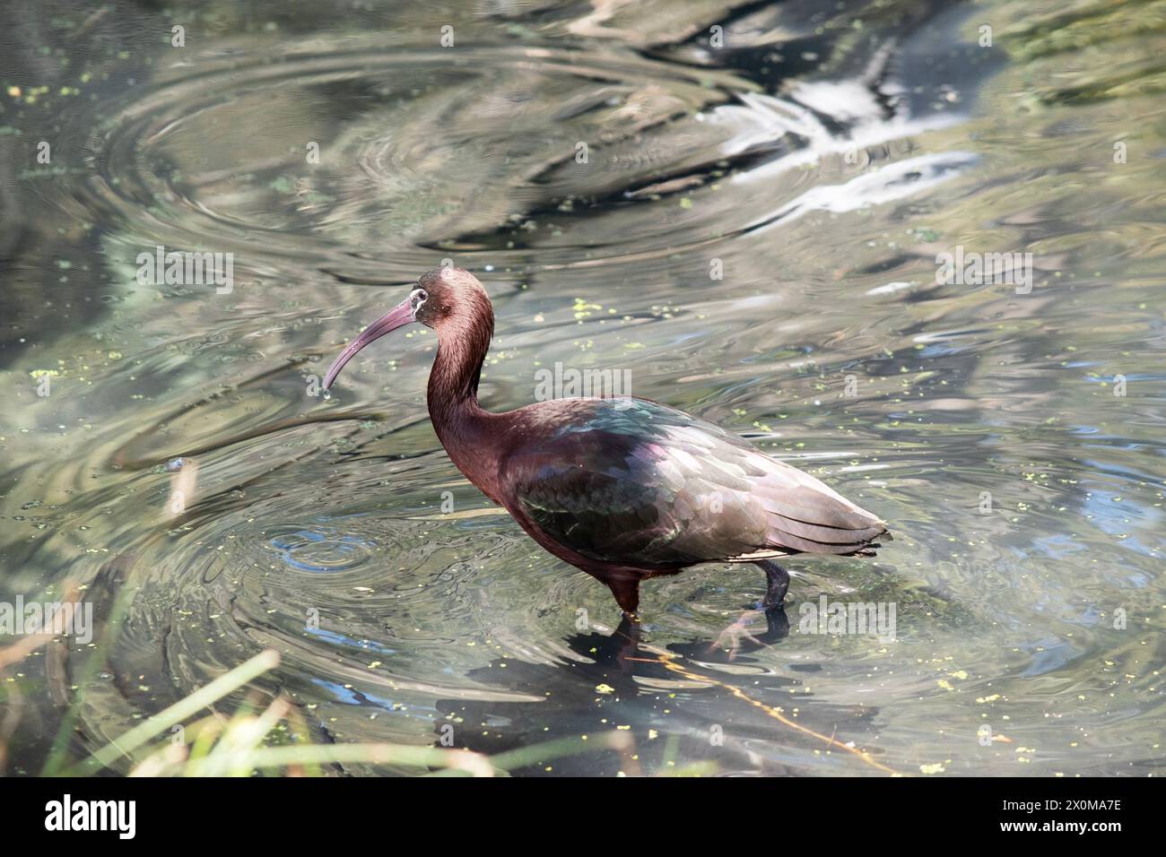 Le cou ibis brillant est brun rougeâtre et le corps est brun bronze avec un éclat métallique irisé sur les ailes. Banque D'Images