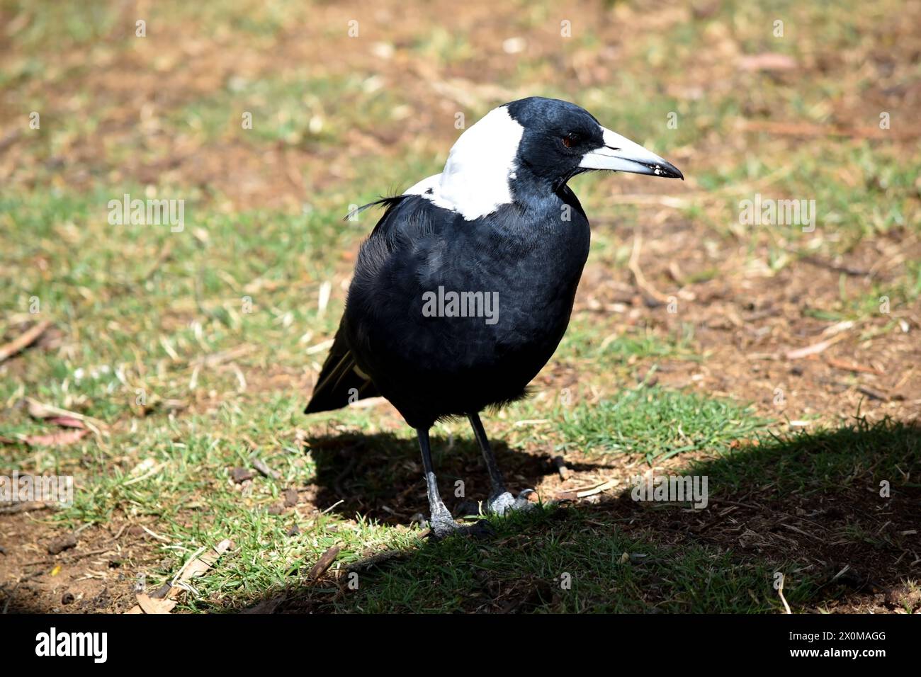 Le magpie est un oiseau distinctif, avec des marques de noir brillant et de blanc brillant. Banque D'Images