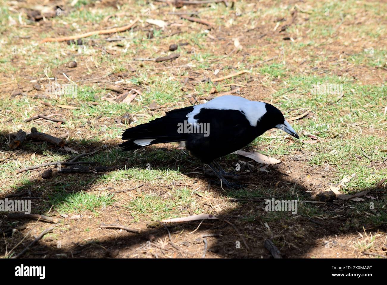 Le magpie est un oiseau distinctif, avec des marques de noir brillant et de blanc brillant. Banque D'Images