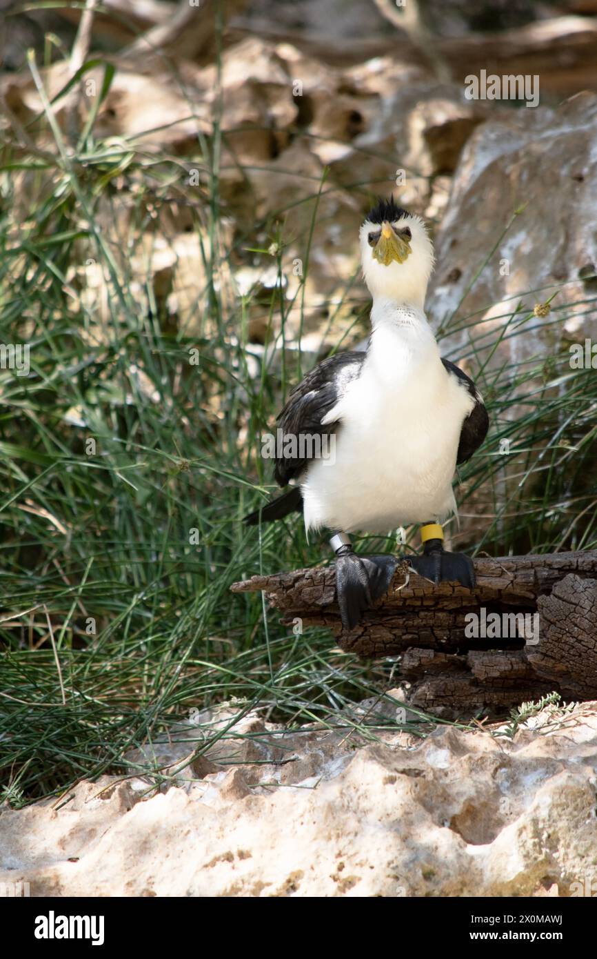 Le Cormorant à pied est un oiseau de taille moyenne avec des ailes noires et une queue noire. Il a un visage et une poitrine blancs. Banque D'Images