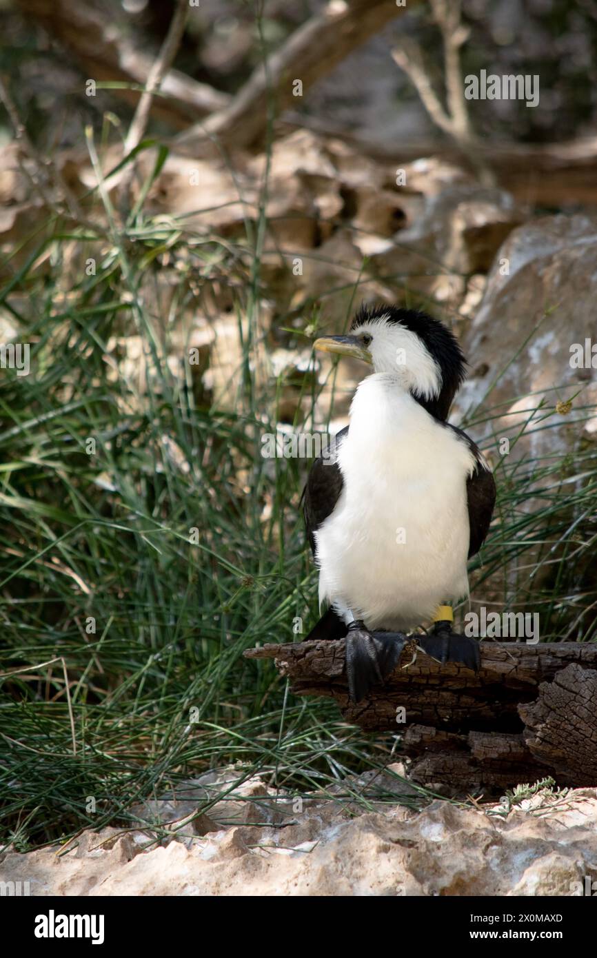 Le Cormorant à pied est un oiseau de taille moyenne avec des ailes noires et une queue noire. Il a un visage et une poitrine blancs. Banque D'Images