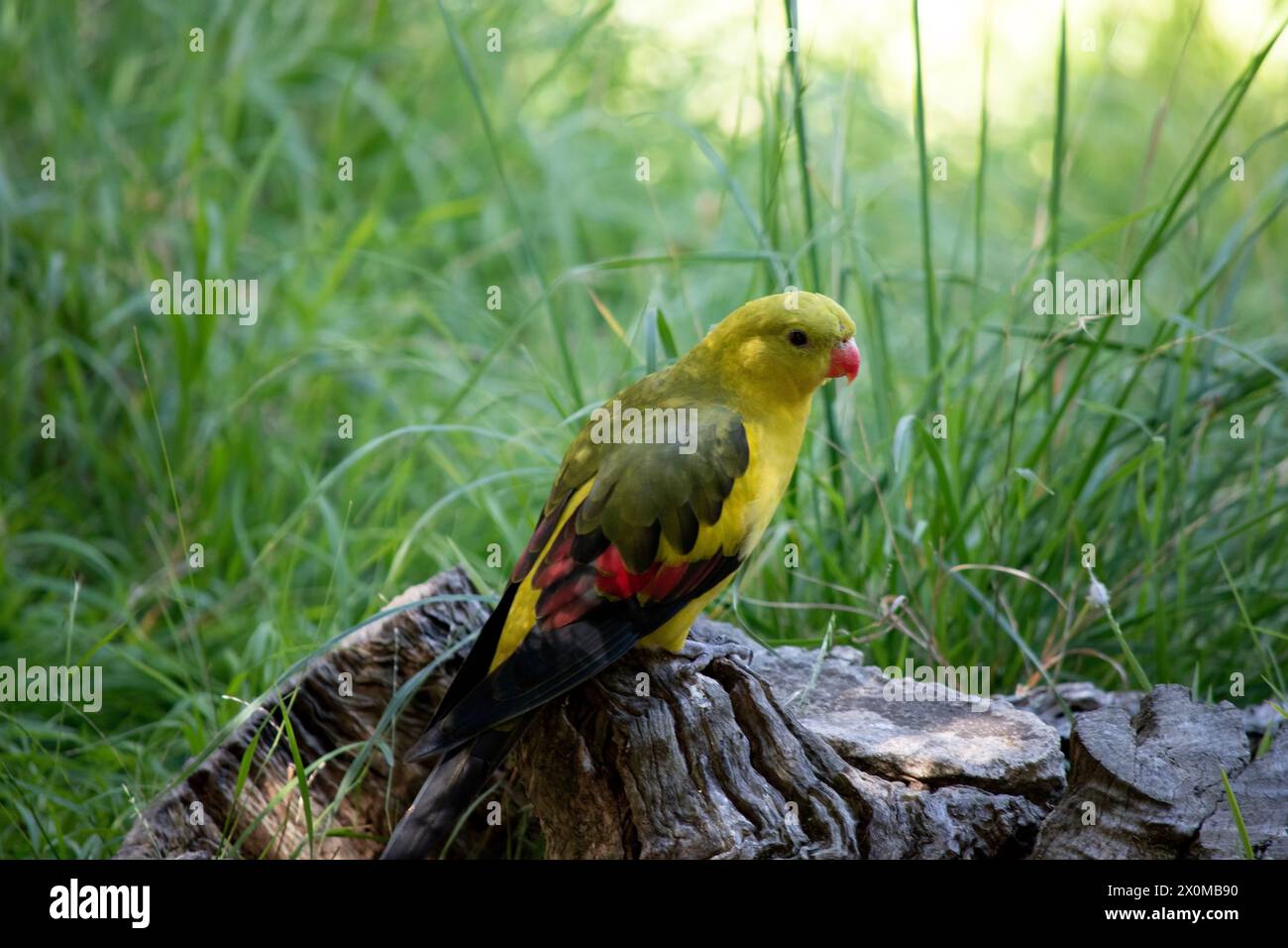 Le perroquet régent femelle est vert clair. Il est doté de bandes d'épaule jaunes et une bande étroite rouge traverse le centre des ailes et le dessous jaune Banque D'Images