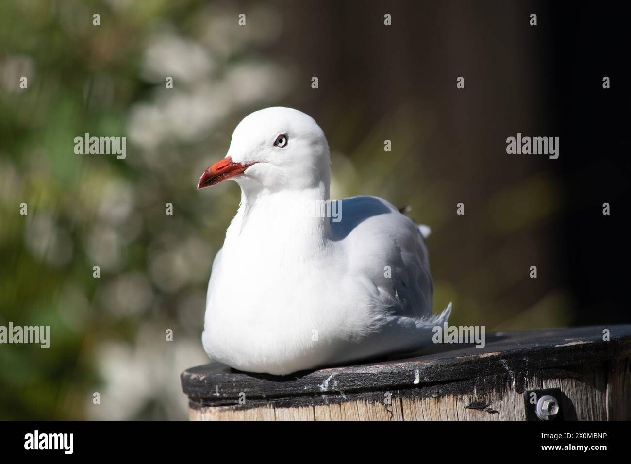 Les mouettes sont connues pour leurs plumes blanches et grises, leur bec fort et leurs pieds palmés. Banque D'Images