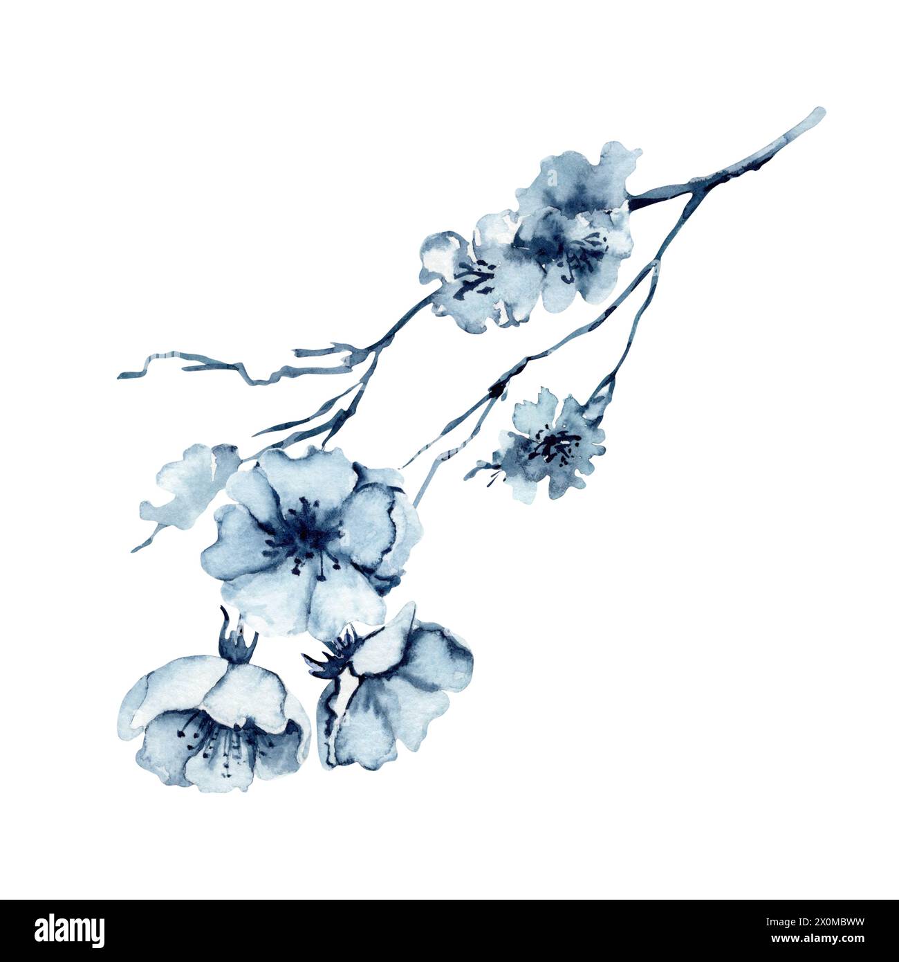 Illustration d'aquarelle de fleur de cerisier. Élément floral sud-coréen dessiné à la main isolé sur fond blanc. Fleurs monochromes bleu Indigo sur la branche Banque D'Images