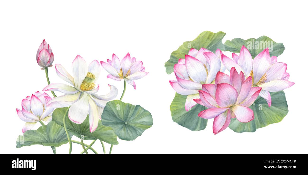 Fleurs de lotus rose Whit. Ensemble de compositions avec nénuphars asiatiques. Illustration aquarelle. Conception pour invitations, affiches de film, tissus, carte postale Banque D'Images
