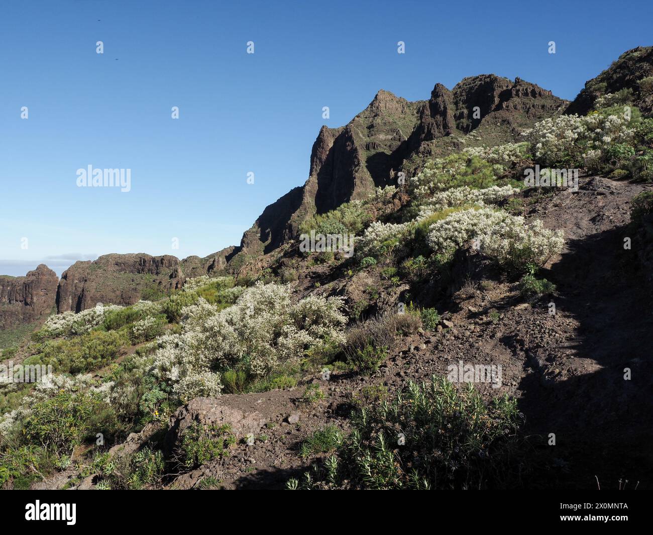 Masca Tenerife, Espagne : panorama du territoire vert d'origine lave Banque D'Images