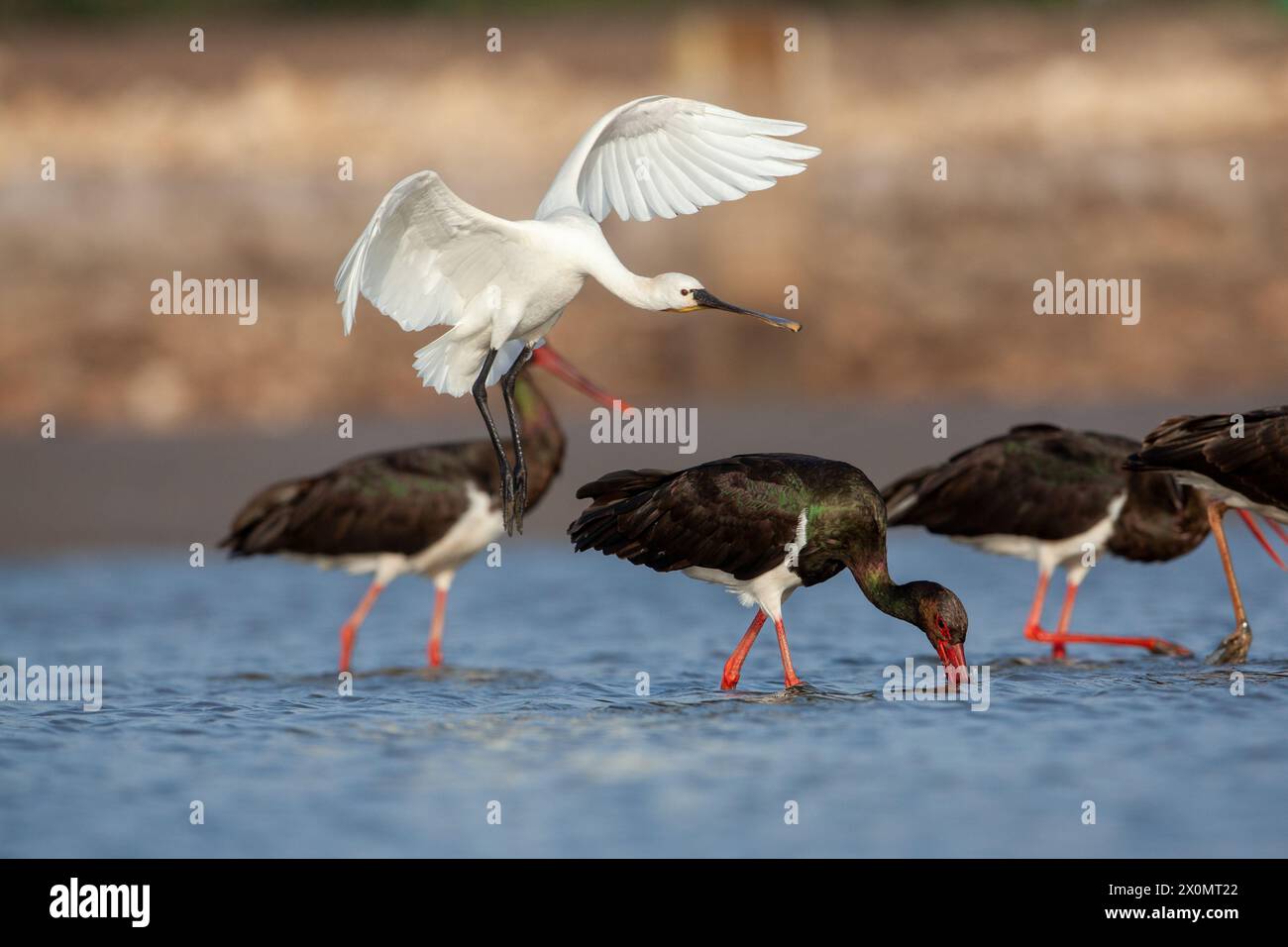 Cigogne noire (Ciconia nigra) et bec de cuillère eurasien (Platalea leucorodia), ou bec de cuillère commun, Banque D'Images