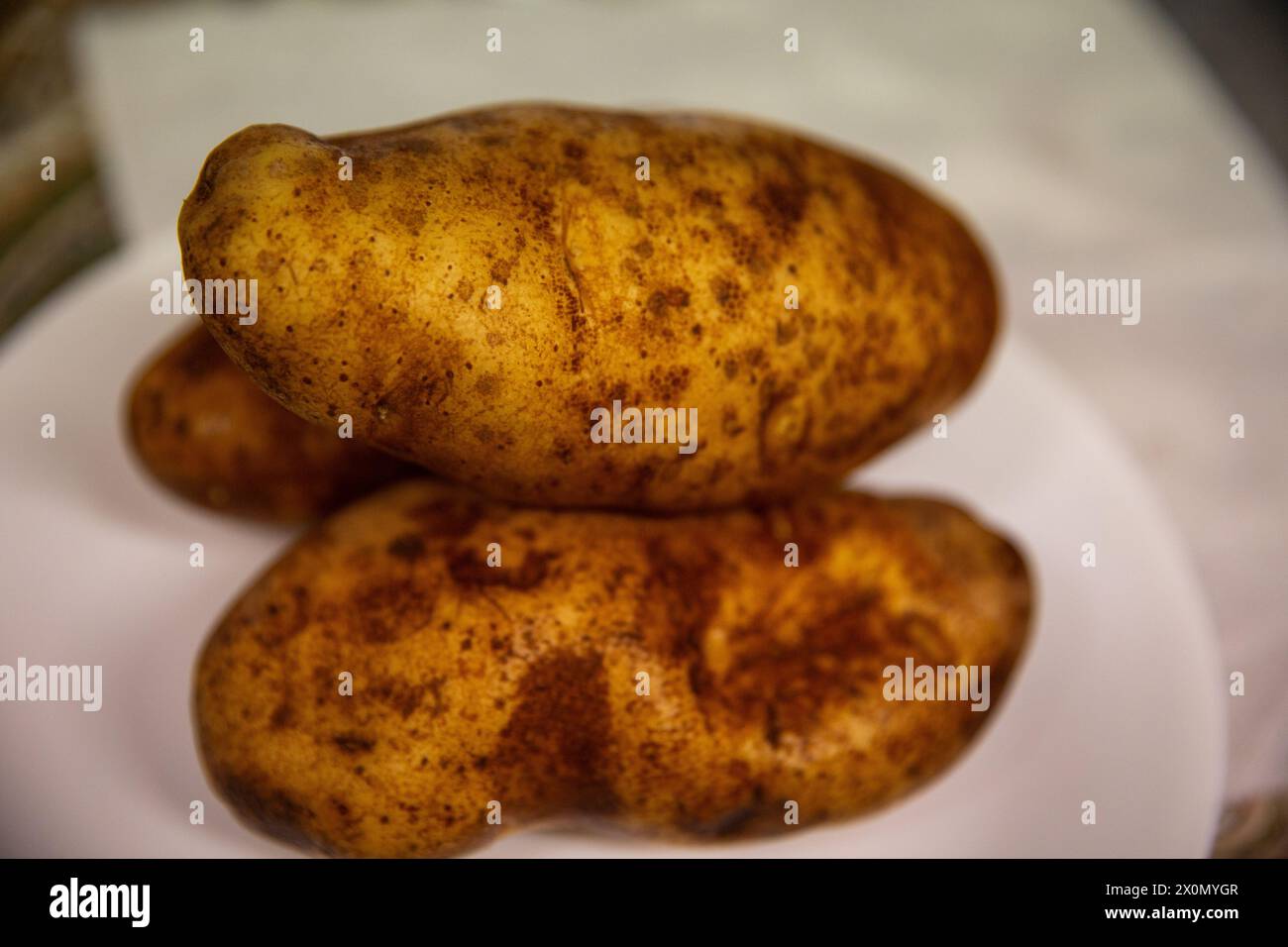 Trois pommes de terre Russet prêtes à être cuites Banque D'Images