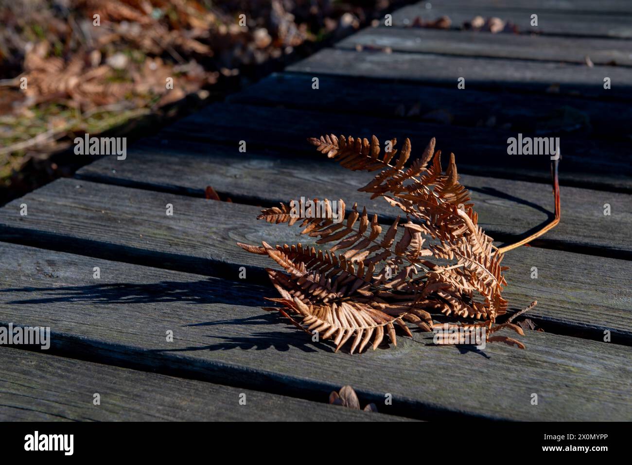 Humeur d'automne avec feuille sur une planche de bois au soleil Banque D'Images