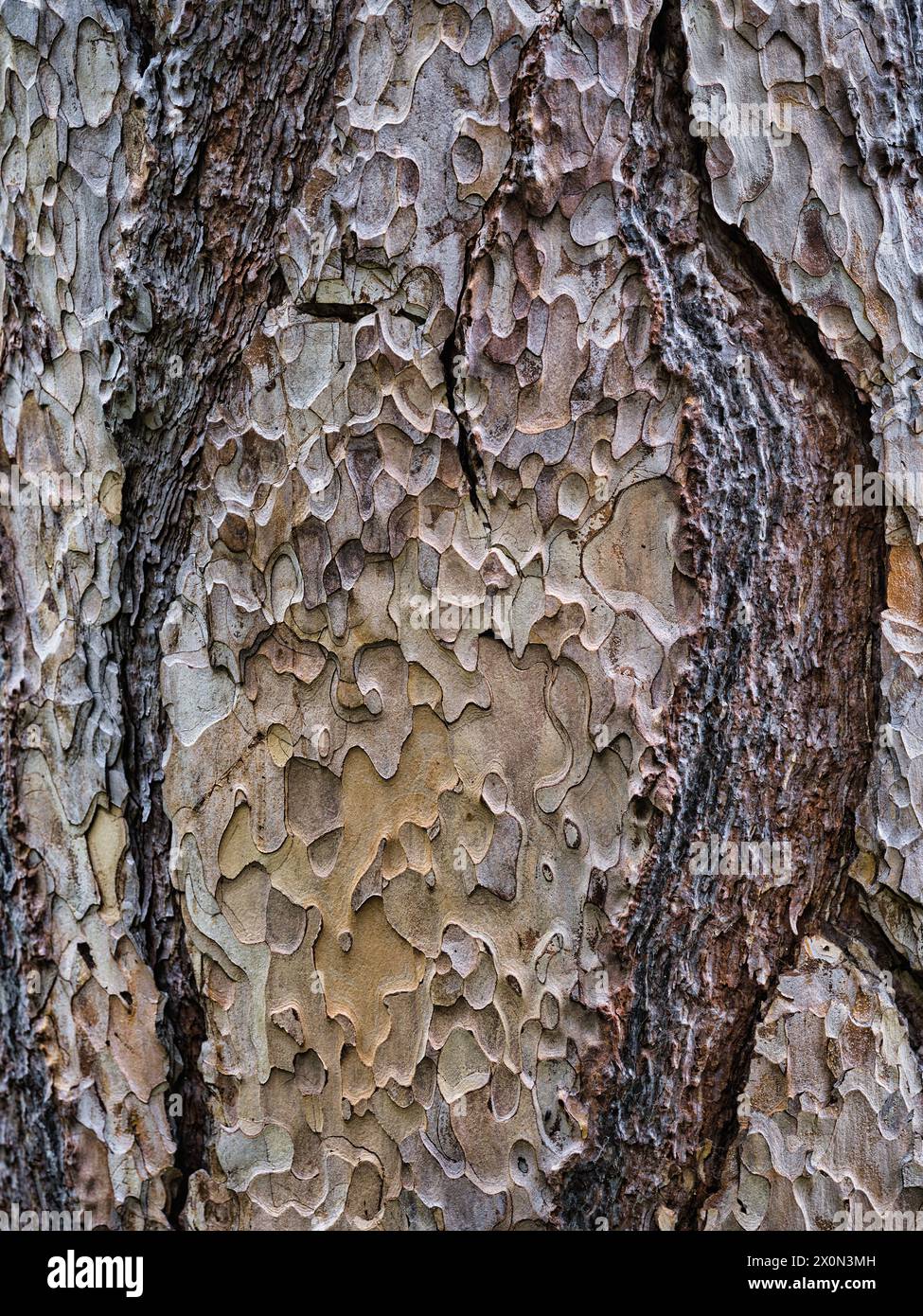 Gros plan de l'écorce de platane pelée avec des motifs abstraits naturels et une surface texturée, une image de fond botanique détaillée de la nature organique desig Banque D'Images