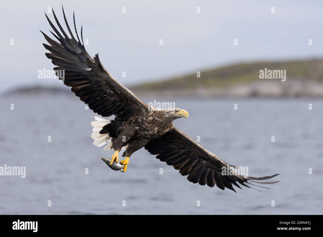 L'aigle à queue blanche (Haliaeetus albicilla) chasse au poisson au-dessus des fjords norvégiens Banque D'Images