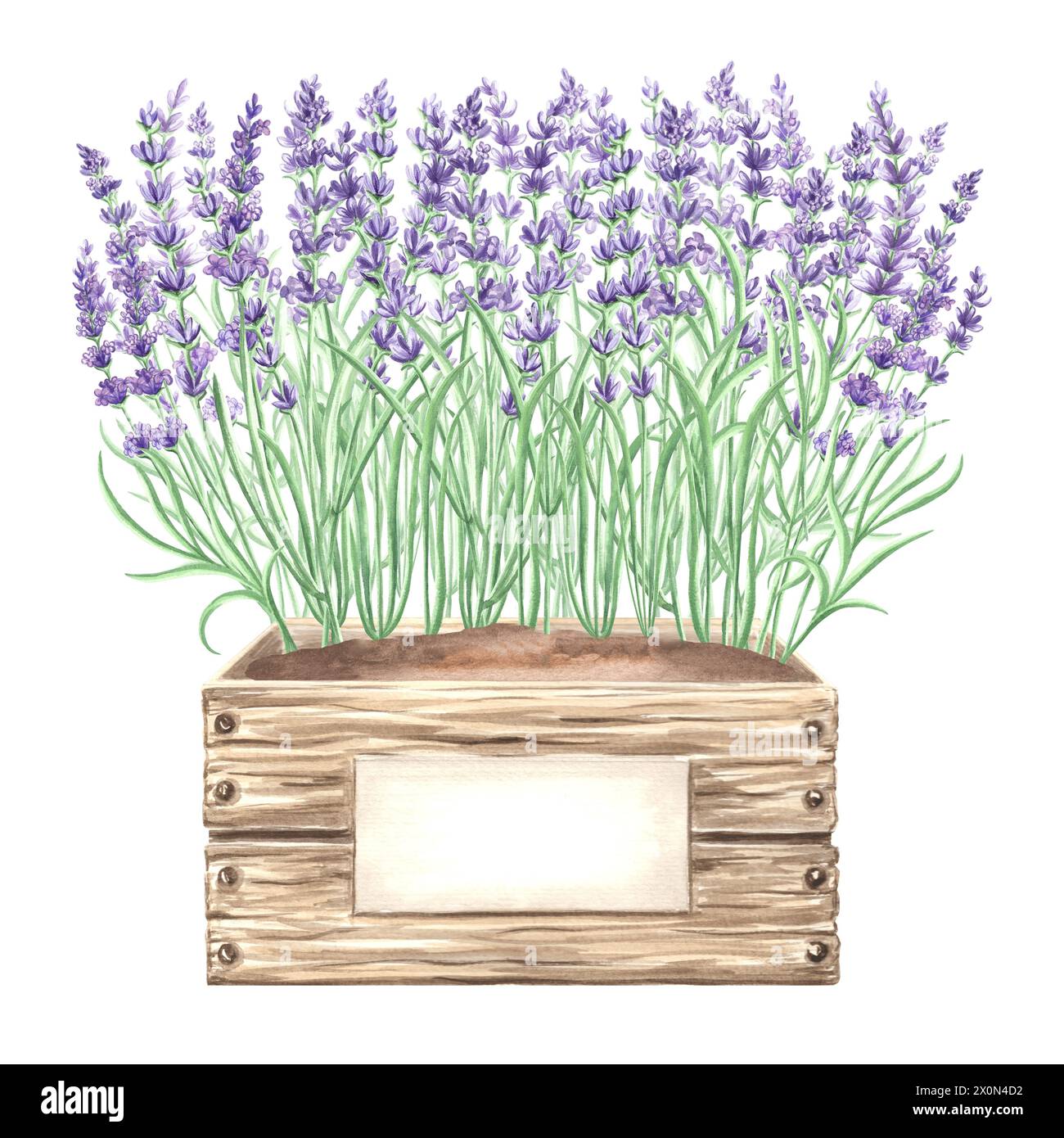 Fleurs de lavande violettes dans une caisse avec étiquette. Composition d'aquarelle. Illustration isolée dessinée à la main. Bouquet floral, herbes de Provence. Botanical dr. Banque D'Images