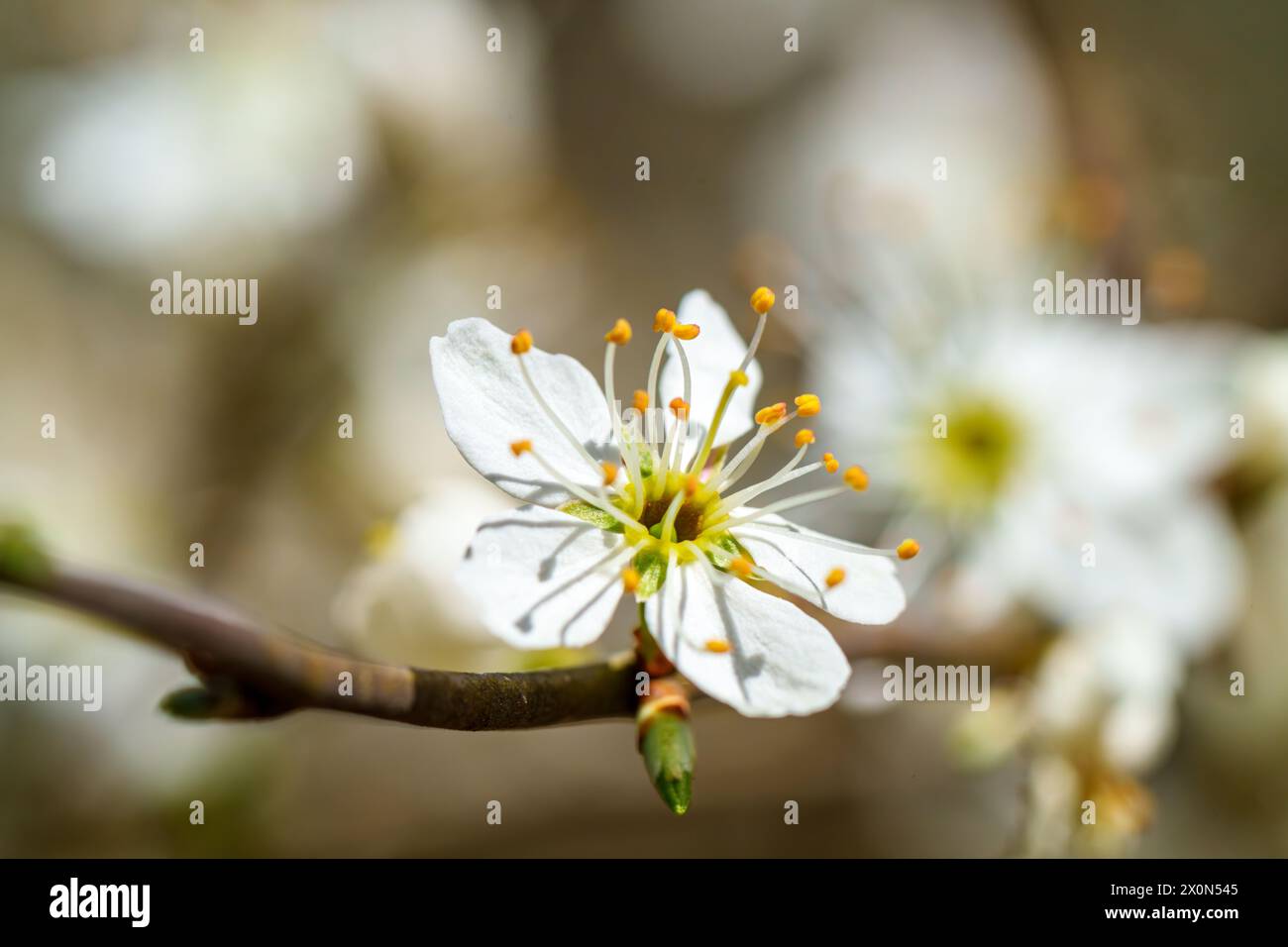 Macro photographie d'une fleur blanche avec étamines jaunes sur une brindille d'une plante à fleurs, capturant la beauté de cette fleur sauvage en gros plan Banque D'Images