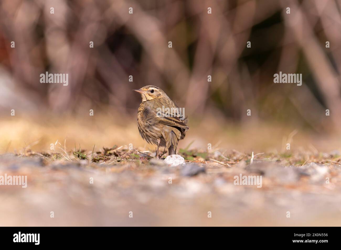 Pipit à dos d'olive sur le sol dans la forêt de Taiwan Banque D'Images