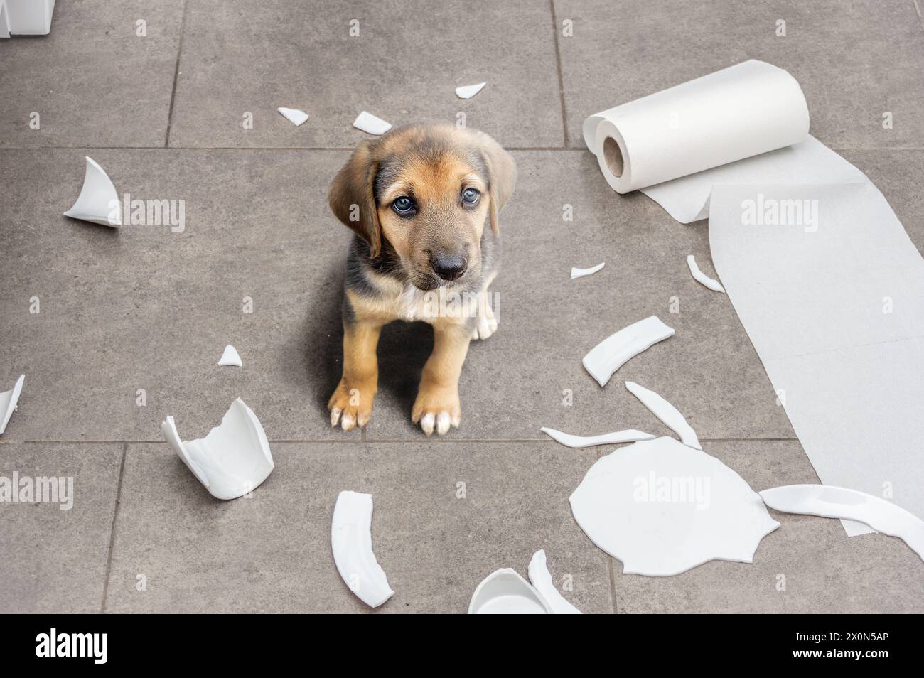 Chien méchant et assis au milieu de la mess dans la cuisine. Banque D'Images