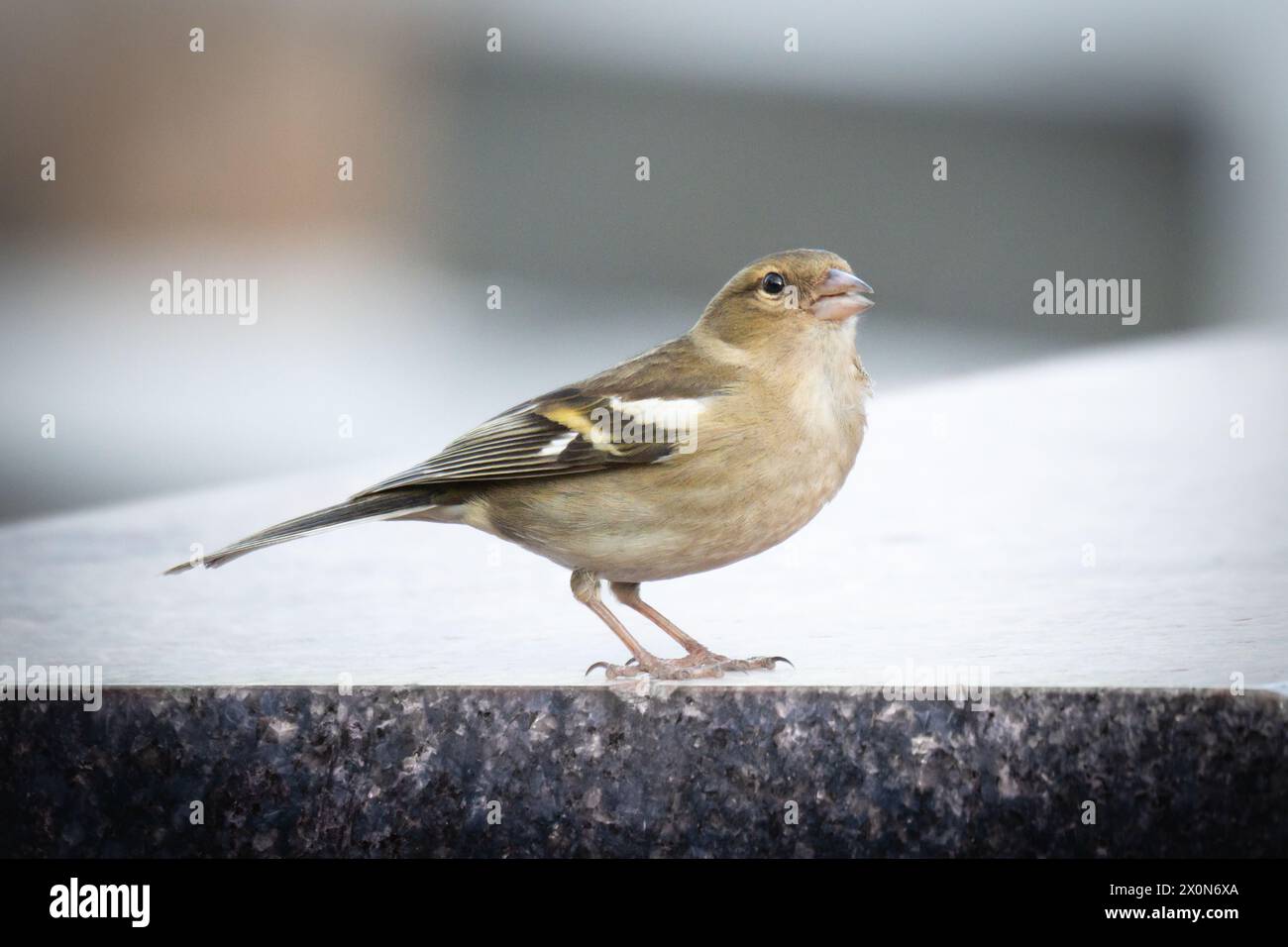 chaffinch féminin sur une tombe en pierre de marbre Banque D'Images