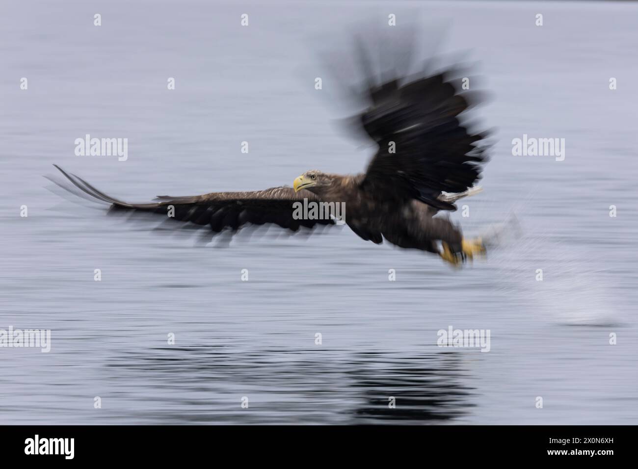 L'aigle à queue blanche (Haliaeetus albicilla) chasse au poisson au-dessus des fjords norvégiens Banque D'Images