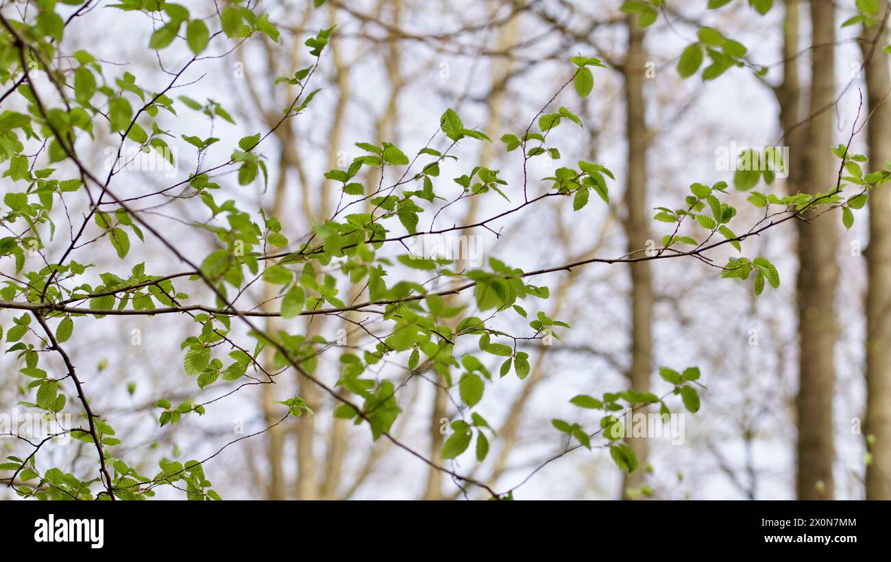 Feuilles vertes fraîches sur un hêtre au printemps dans une forêt. Banque D'Images