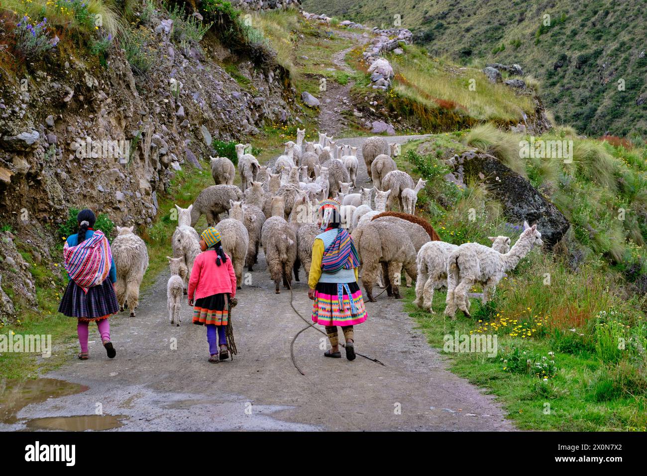 Pérou, province de Cuzco, Vallée sacrée des Incas, élevage d'alpaga et de lama Banque D'Images