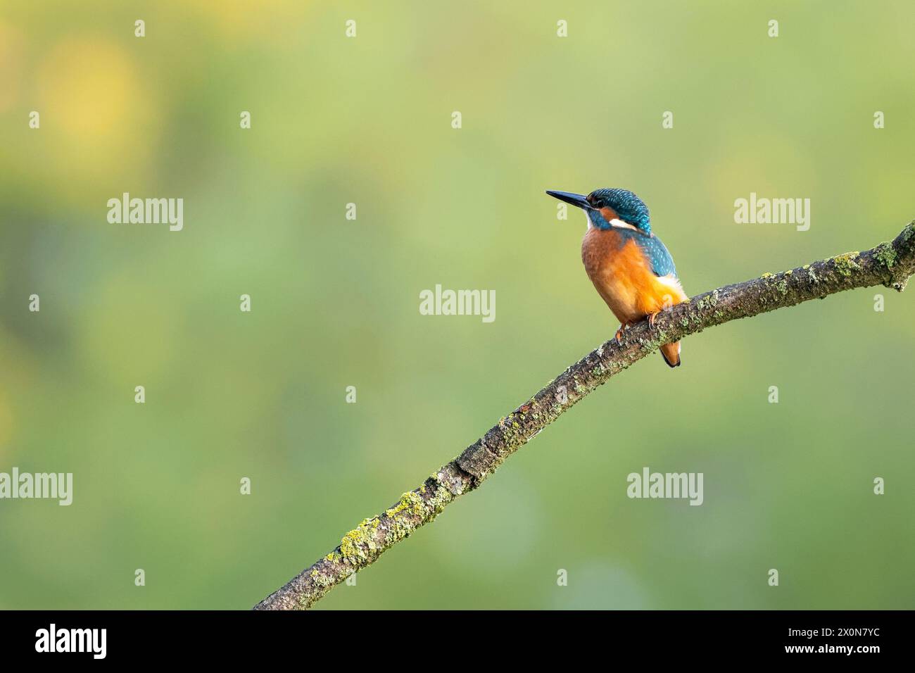 Kingfisher isolé sur une branche Banque D'Images