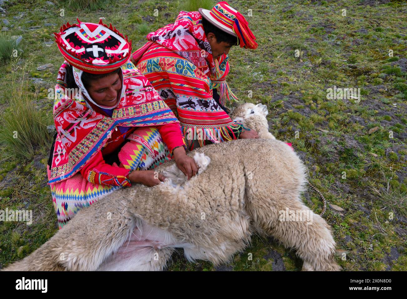 Pérou, province de Cuzco, Vallée sacrée des Incas, communauté quechua des Andes, tonte un alpaga Banque D'Images