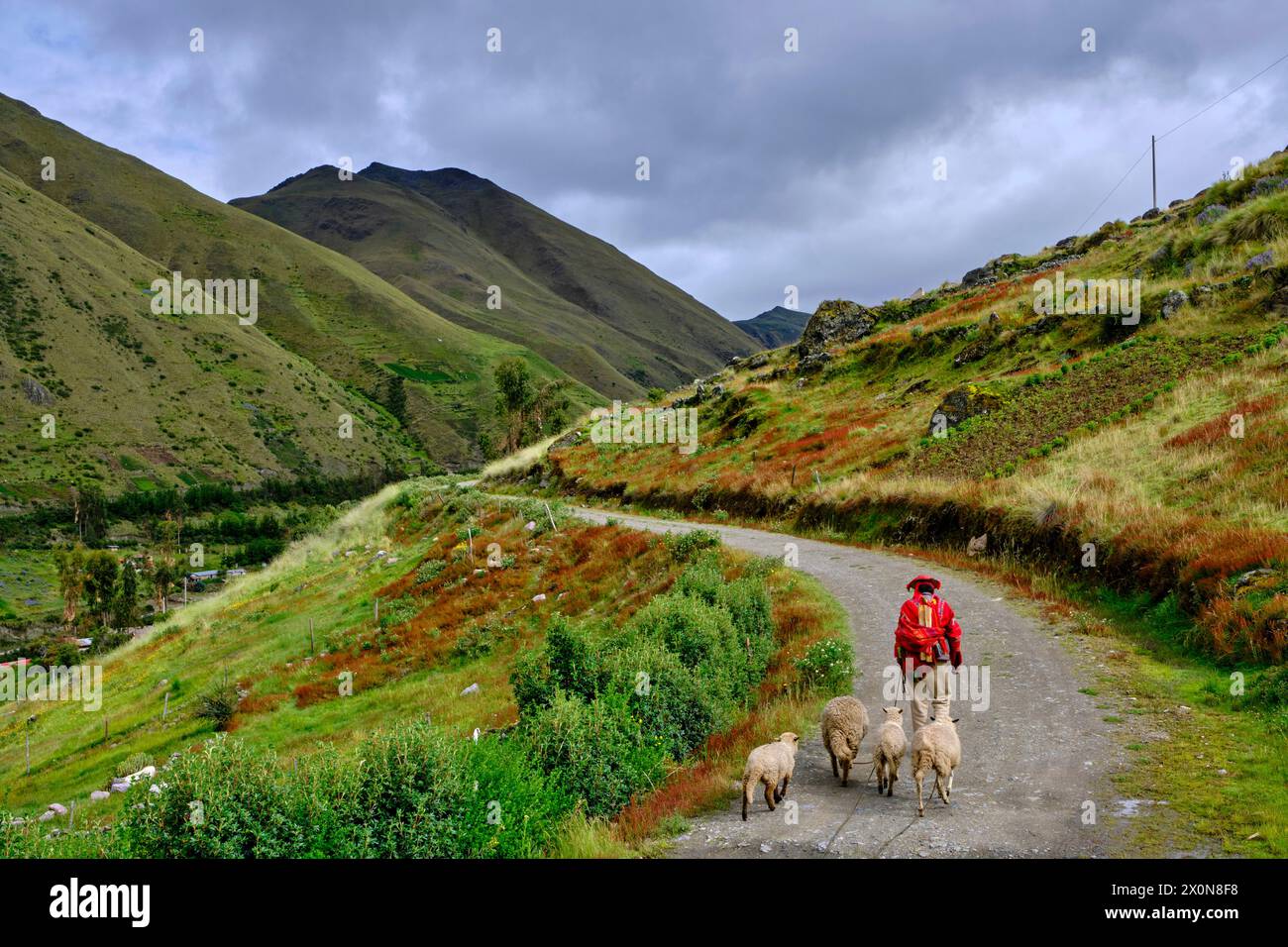 Pérou, province de Cuzco, Vallée sacrée des Incas, élevage d'alpaga et de lama Banque D'Images