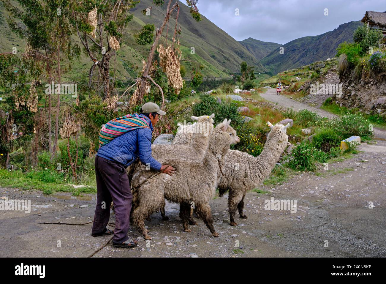 Pérou, province de Cuzco, Vallée sacrée des Incas, élevage d'alpaga et de lama Banque D'Images