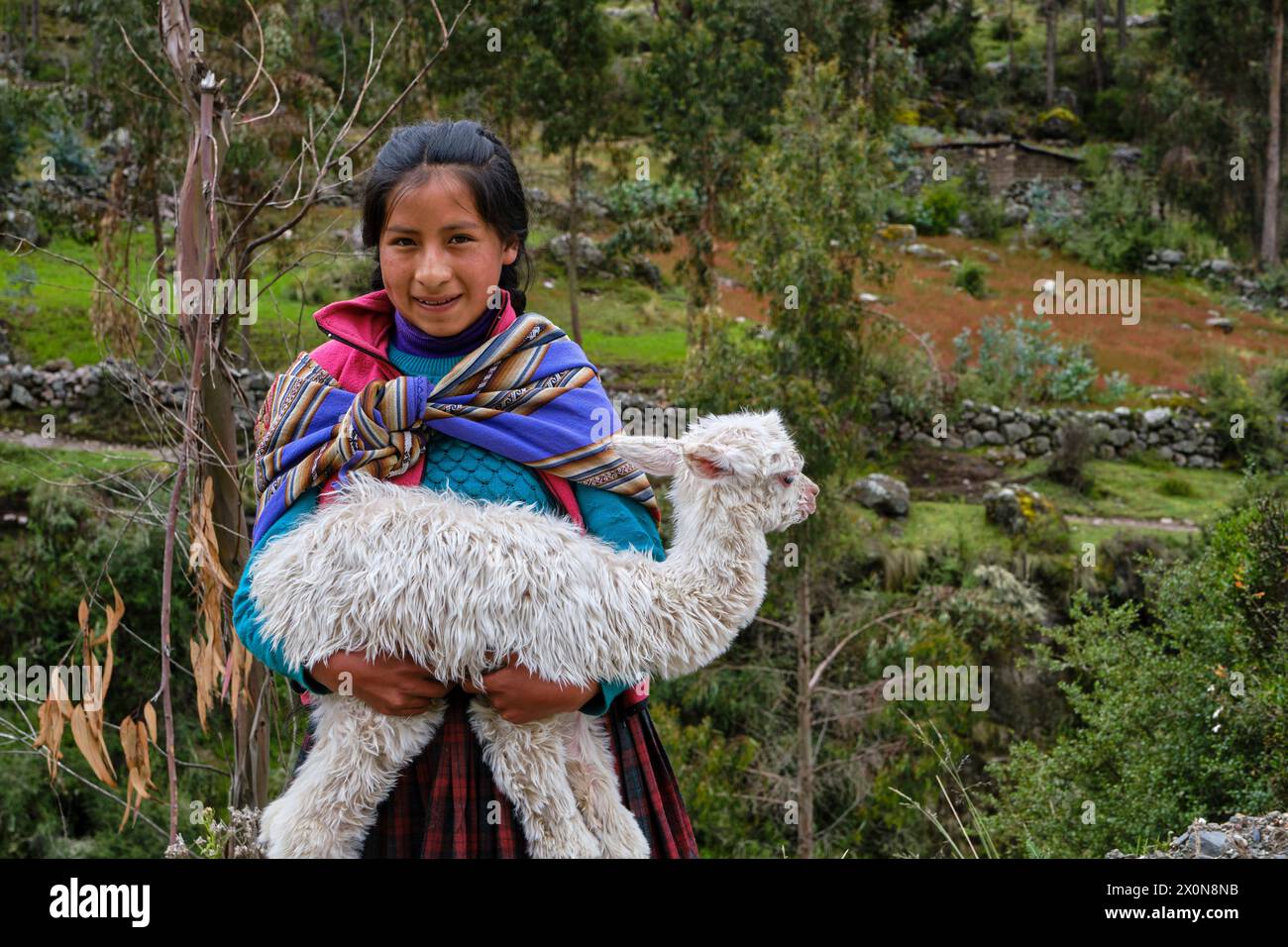 Pérou, province de Cuzco, Vallée sacrée des Incas, élevage d'alpaga et de lama Banque D'Images