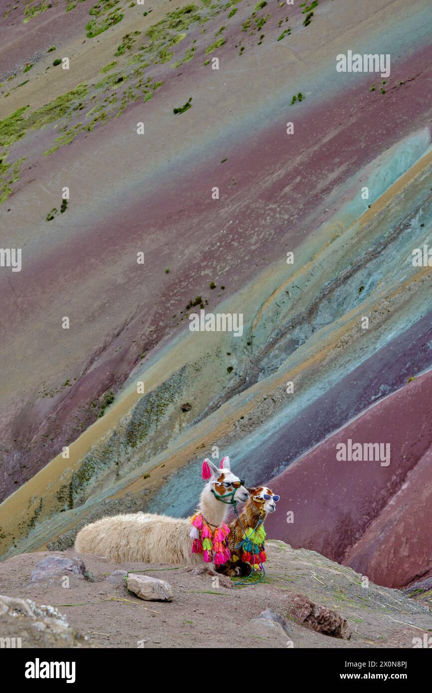 Pérou, province de Cuzco, Vinicunca, Montana de Siete Colores ou Rainbow Mountain, lama pour les touristes Banque D'Images