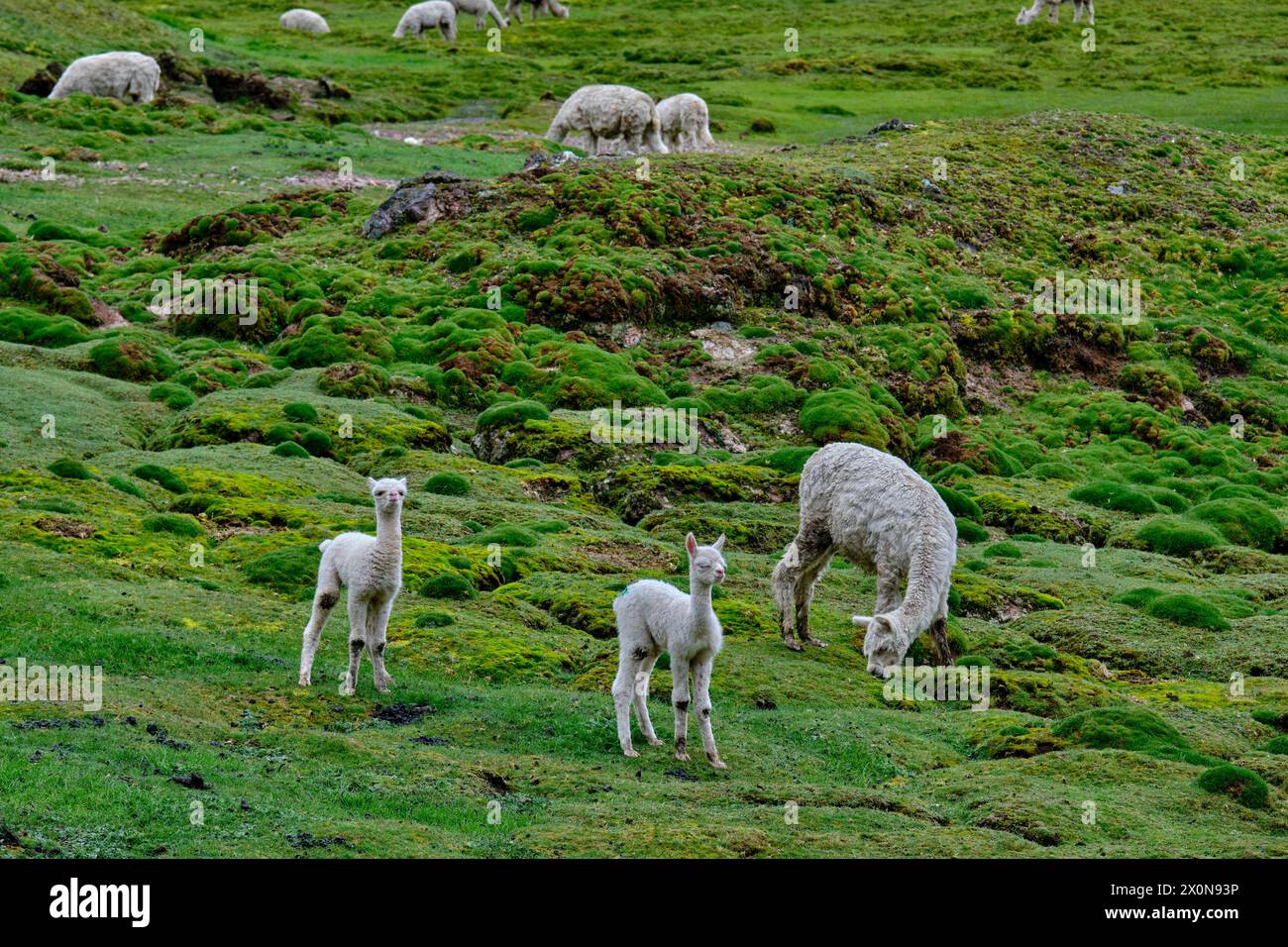 Pérou, province de Cuzco, Vallée sacrée des Incas, élevage d'alpaga et de lama Banque D'Images