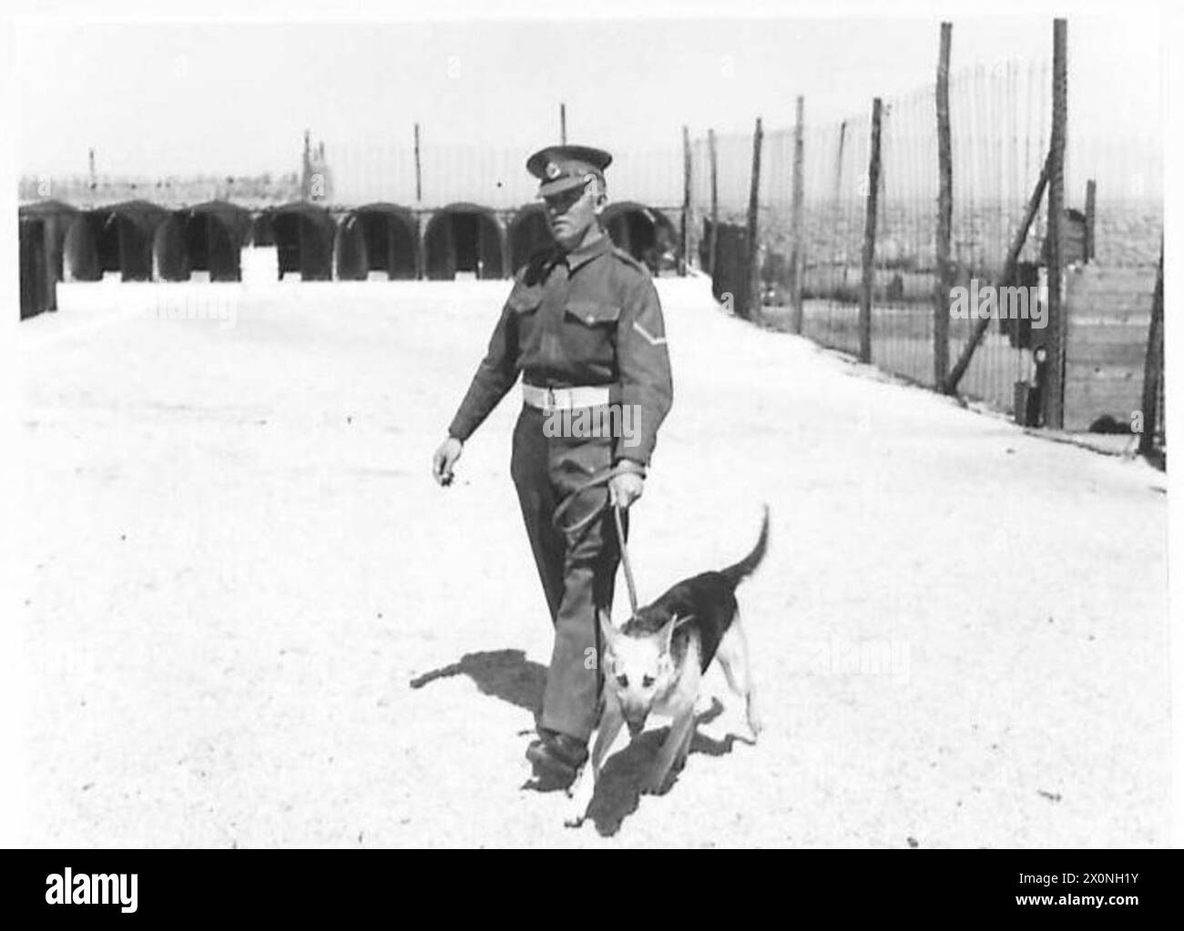 L/CPL. H. Wallis de Derby exerce son chien policier 'Lady' dans observer Story No 78. Négatif photographique de l'armée britannique. Banque D'Images