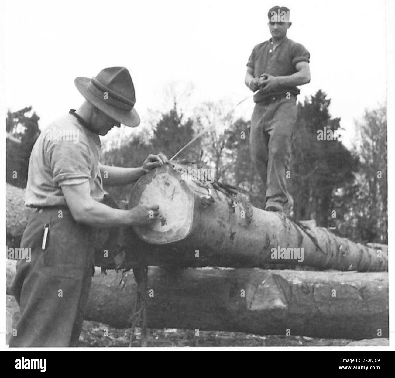 Les bushmen de Nouvelle-Zélande mesurent le bois dans une scierie pour le couper et le transformer. Banque D'Images