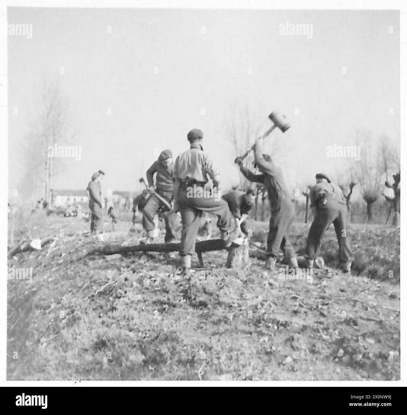 Les ingénieurs de la 2e division néo-zélandaise, qui fait partie de la 8e armée, abattent des arbres pour préparer les fondations des routes remises en état dans leur secteur. Banque D'Images