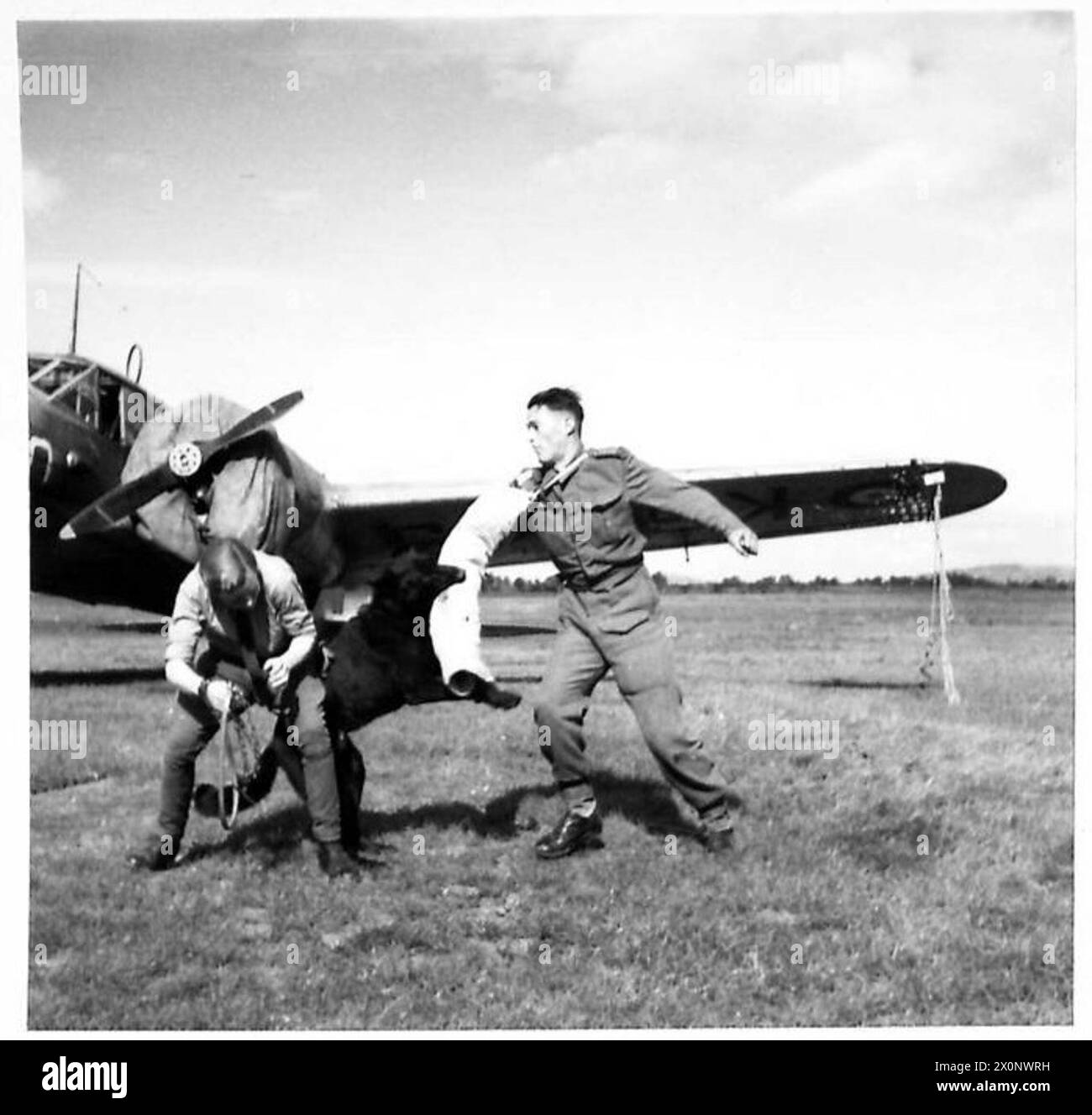 Un chien dressé par MRS Griffiths attaque un suspect près de l'aérodrome dans le cadre des opérations de défense de l'aérodrome de l'armée britannique. Banque D'Images