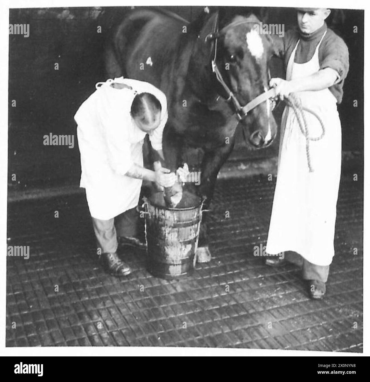 Un cheval reçoit un traitement pour une zone douloureuse du Royal Army Veterinary corps, illustrant les soins aux animaux dans le service militaire. Banque D'Images
