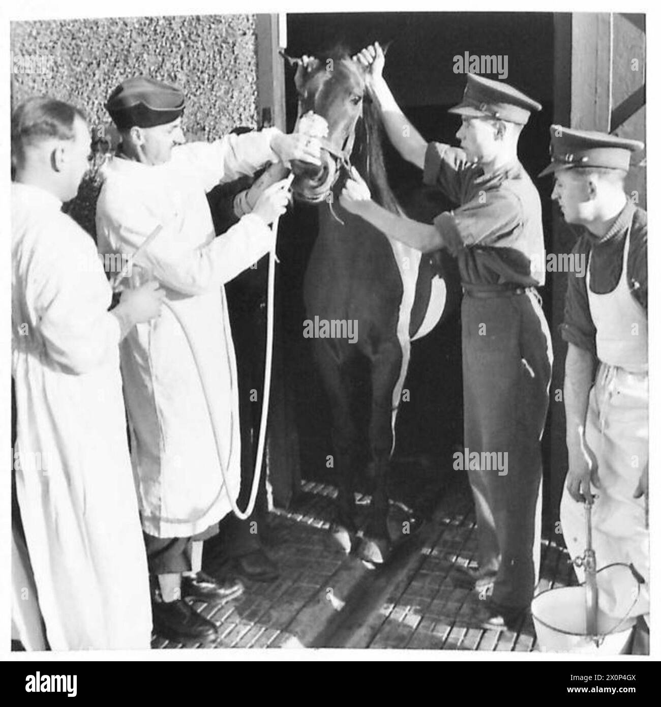Photographie du Royal Army Veterinary corps montrant le commandant administrant une dose à un cheval, illustrant les soins vétérinaires dans l'armée britannique. Banque D'Images